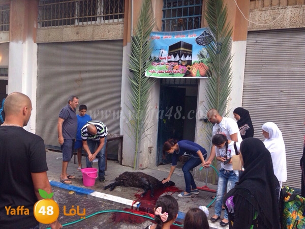 kharouof dabe7 (1).JPG